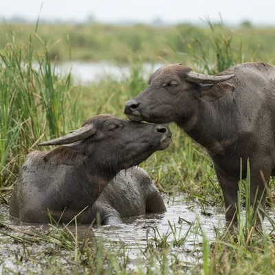 Asian Water Buffalo3