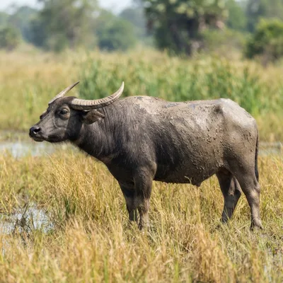 Asian Water Buffalo4