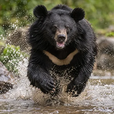 AsiaticBlackBear1
