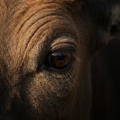 Banteng2