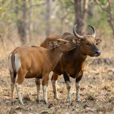 Banteng3