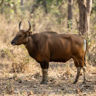Banteng4