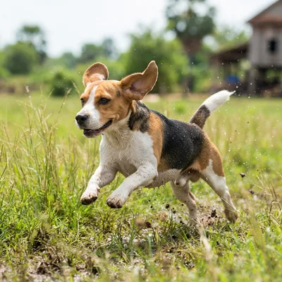 Beagle Dog1