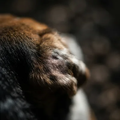 Beagle Dog2