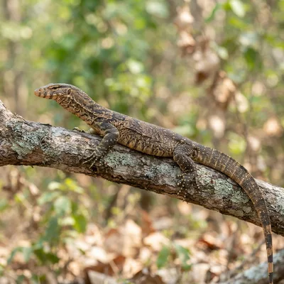 Bengal_Monitor4