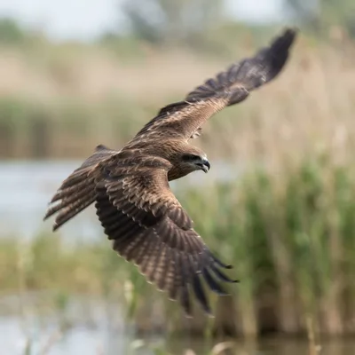 Black Kite1