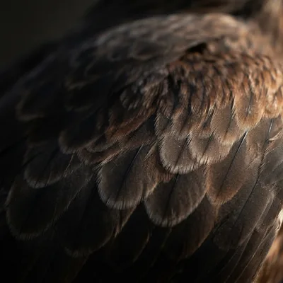 Black Kite2