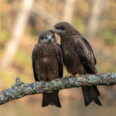 Black Kite3