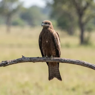 Black Kite4