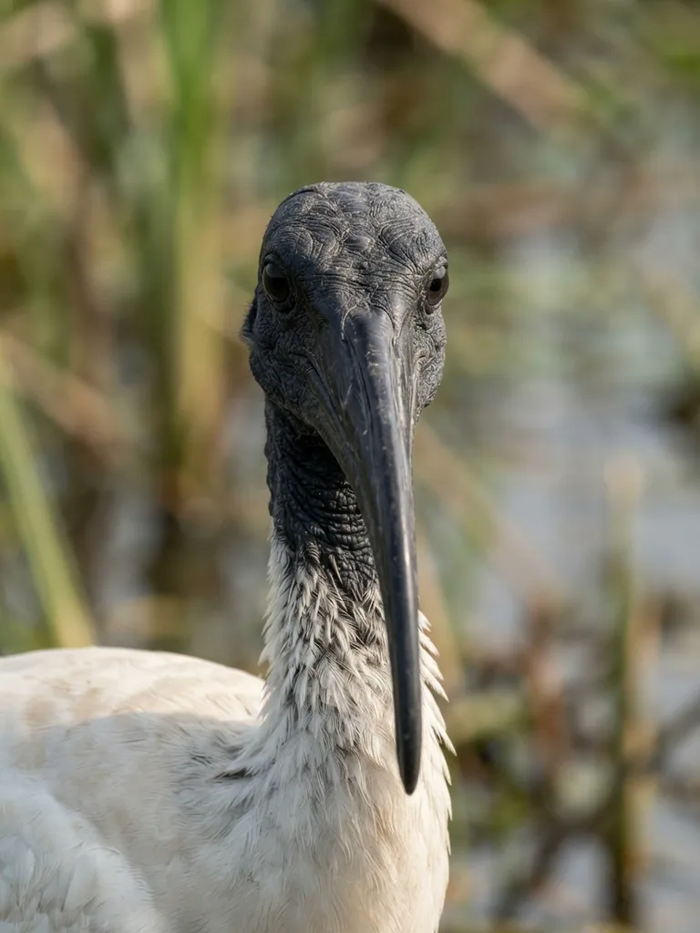 Black-Headed_Ibis