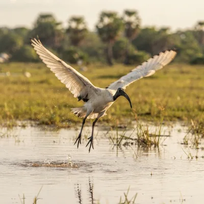 Black-Headed_Ibis1