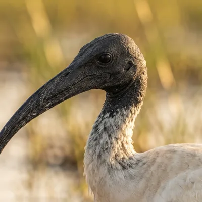 Black-Headed_Ibis2