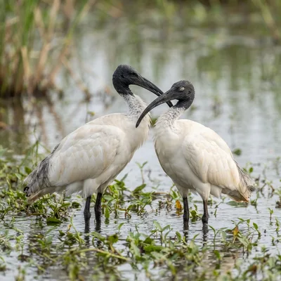 Black-Headed_Ibis3