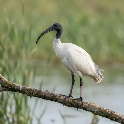 Black-Headed_Ibis4