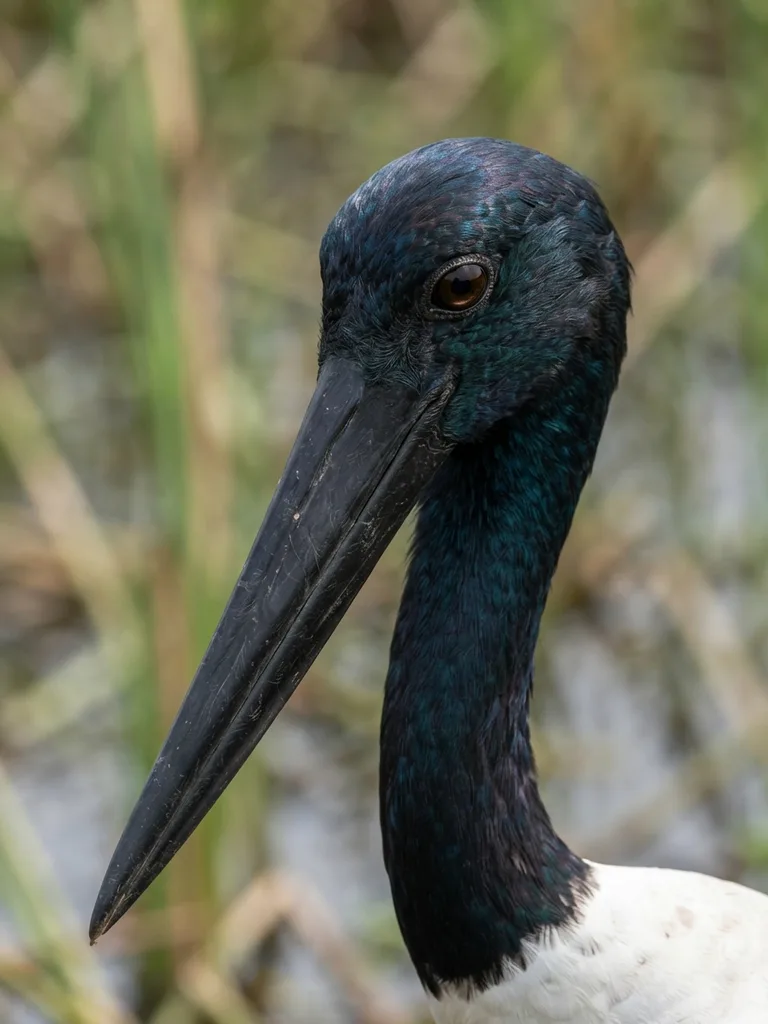 Black-Necked_Stork