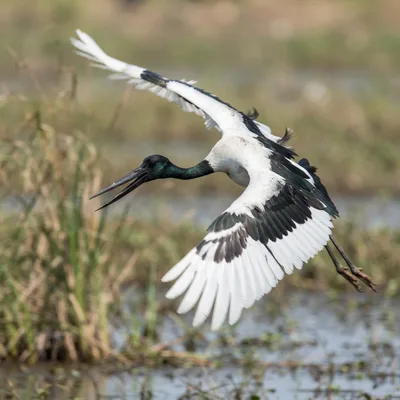Black-Necked_Stork1