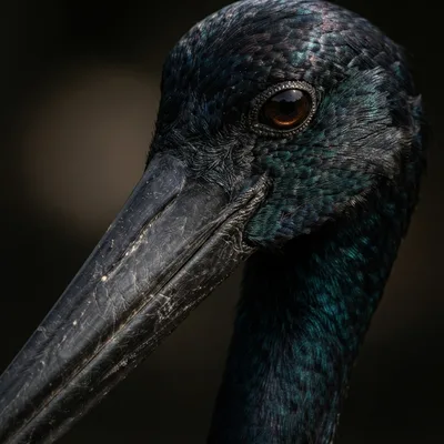 Black-Necked_Stork2
