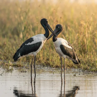 Black-Necked_Stork3