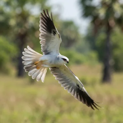 Black-Shouldered Kite1