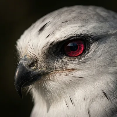 Black-Shouldered Kite2