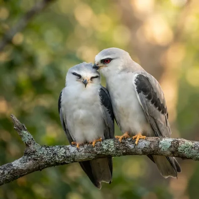 Black-Shouldered Kite3