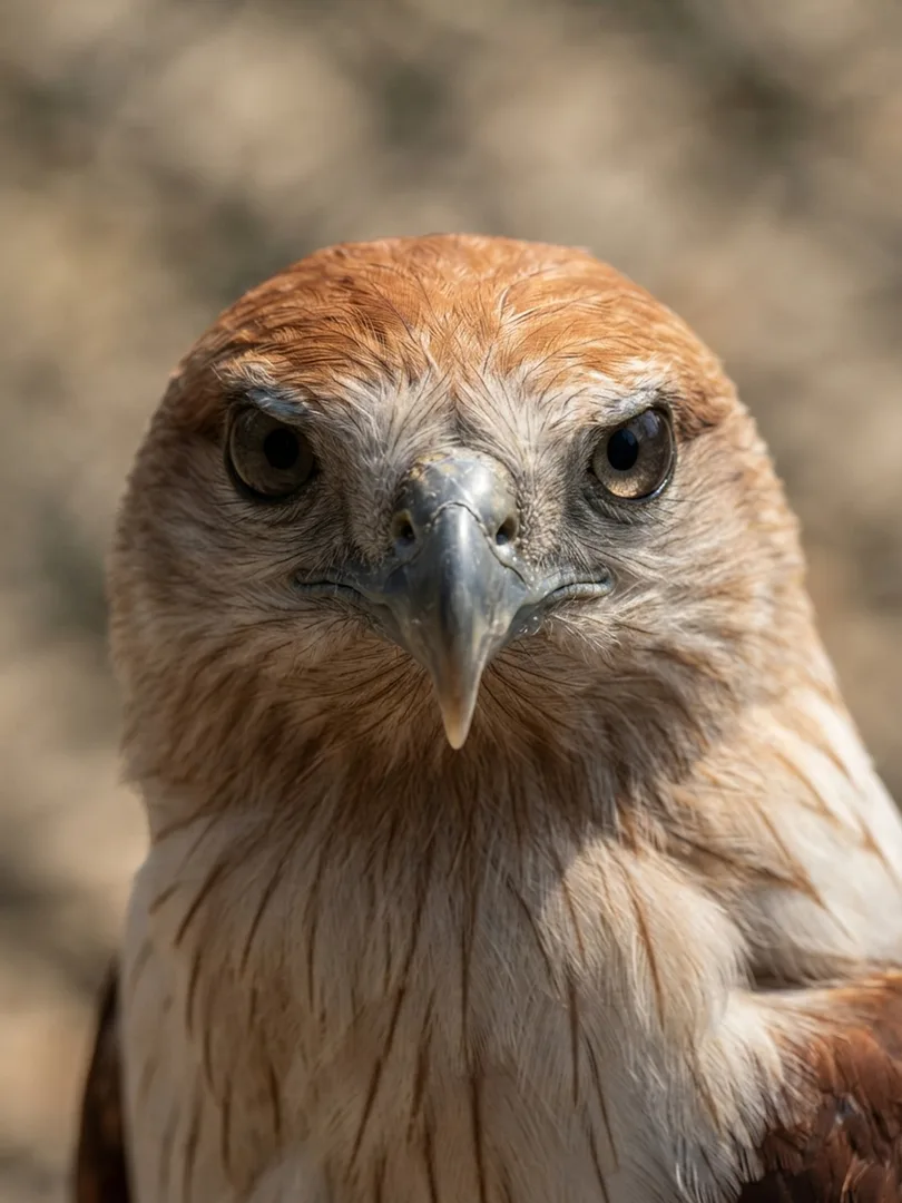 Brahminy kite