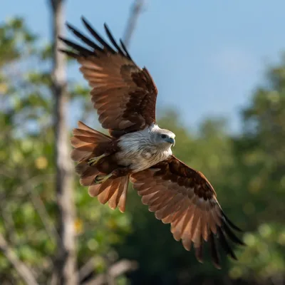 Brahminy kite1
