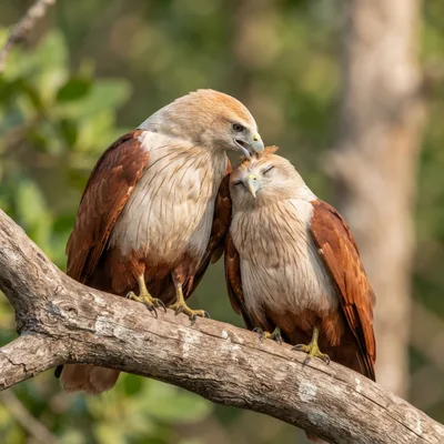 Brahminy kite3