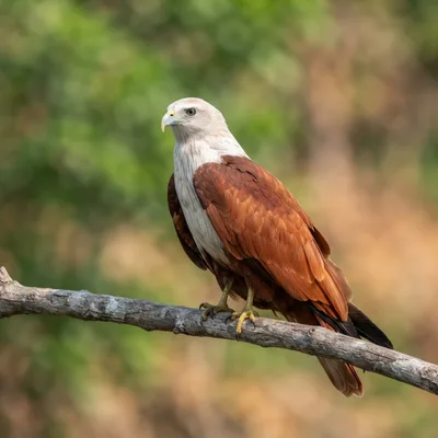 Brahminy kite4
