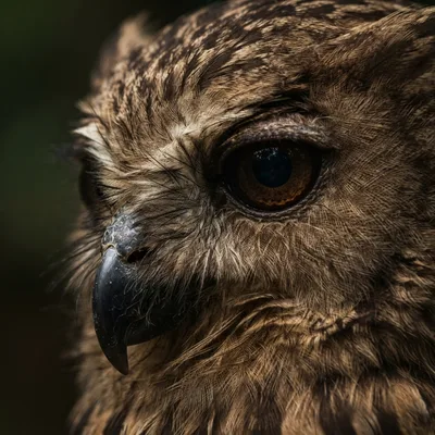Brown Fish Owl2