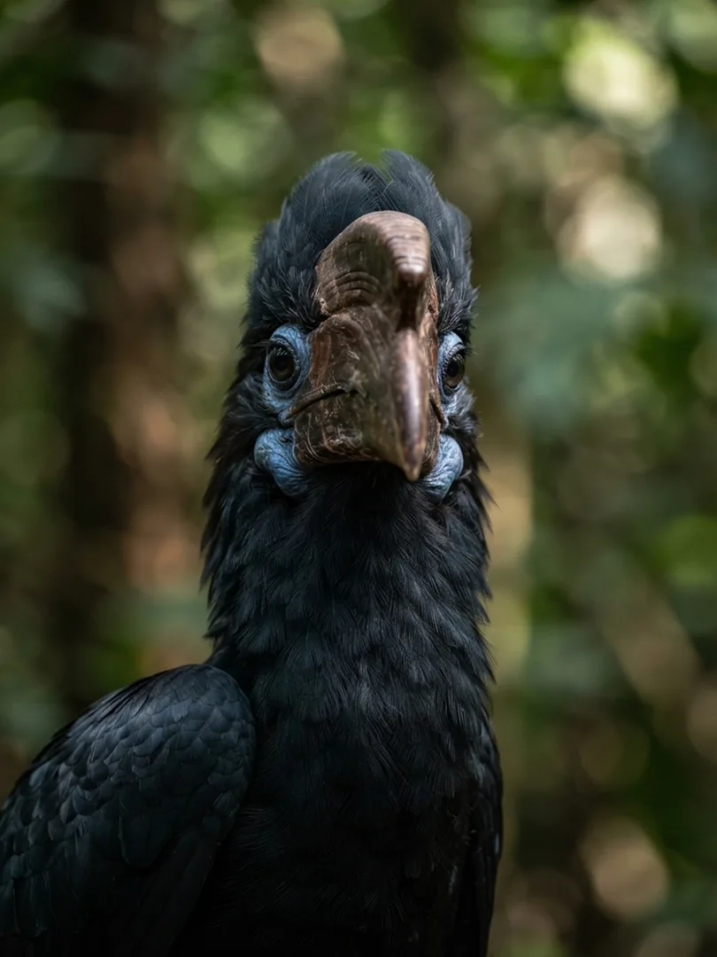 Bushy-Crested Hornbill
