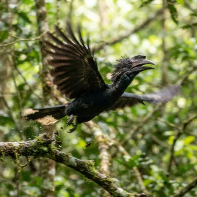 Bushy-Crested Hornbill1