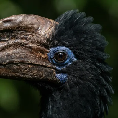 Bushy-Crested Hornbill2
