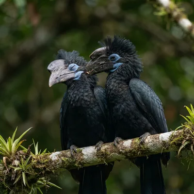 Bushy-Crested Hornbill3