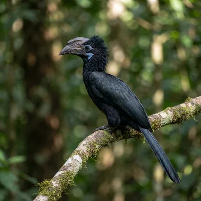 Bushy-Crested Hornbill4