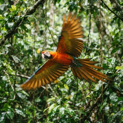 Catalina_Macaw1
