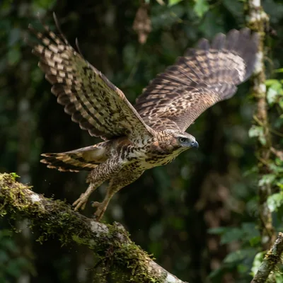 Changeable hawk eagle1