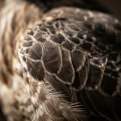 Changeable hawk eagle2
