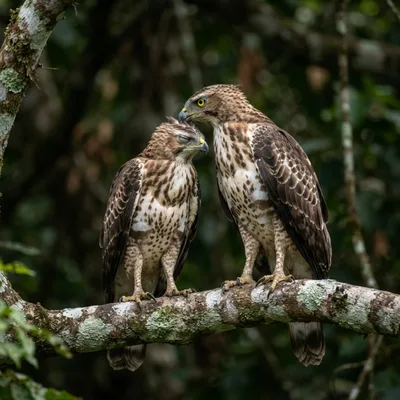 Changeable hawk eagle3