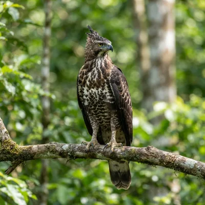 Changeable hawk eagle4
