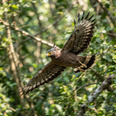 Crested Serpent Eagle1