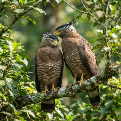 Crested Serpent Eagle3
