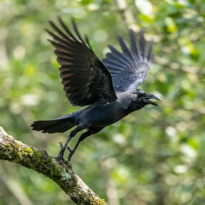 Crow1