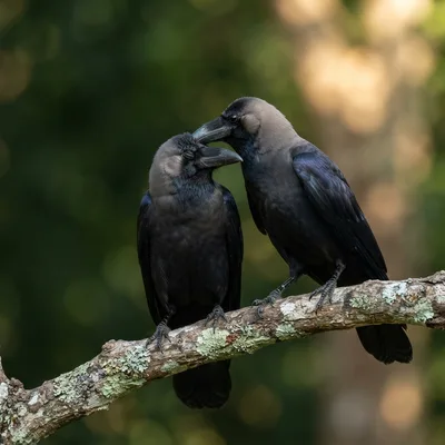 Crow3