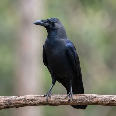 Crow4