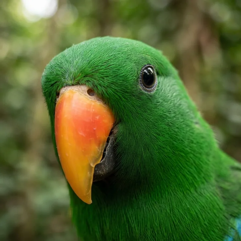 Eclectus Parrot