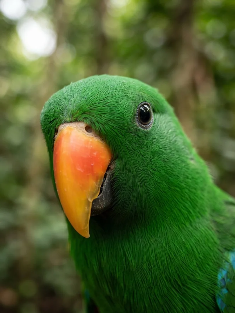 Eclectus Parrot