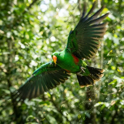 Eclectus Parrot1