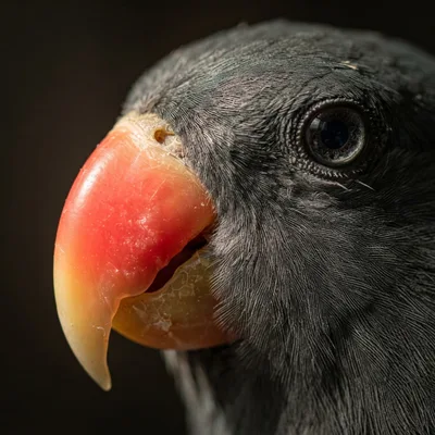 Eclectus Parrot2