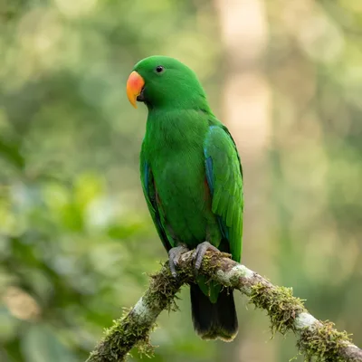 Eclectus Parrot4